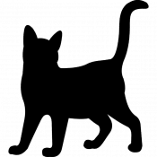 Alex, a Grey Domestic Shorthair Cat