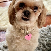 Lola Parker, a Yellow, Golden Shih Tzu Dog